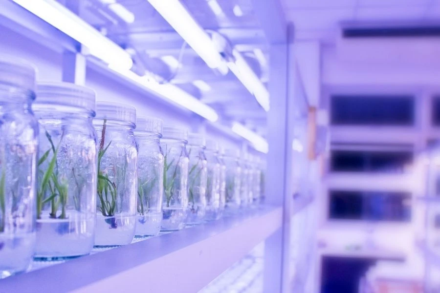 Đèn LED Thường Có Giúp Cây Quang Hợp? Giải Đáp Từ Chuyên Gia Rạng Đông