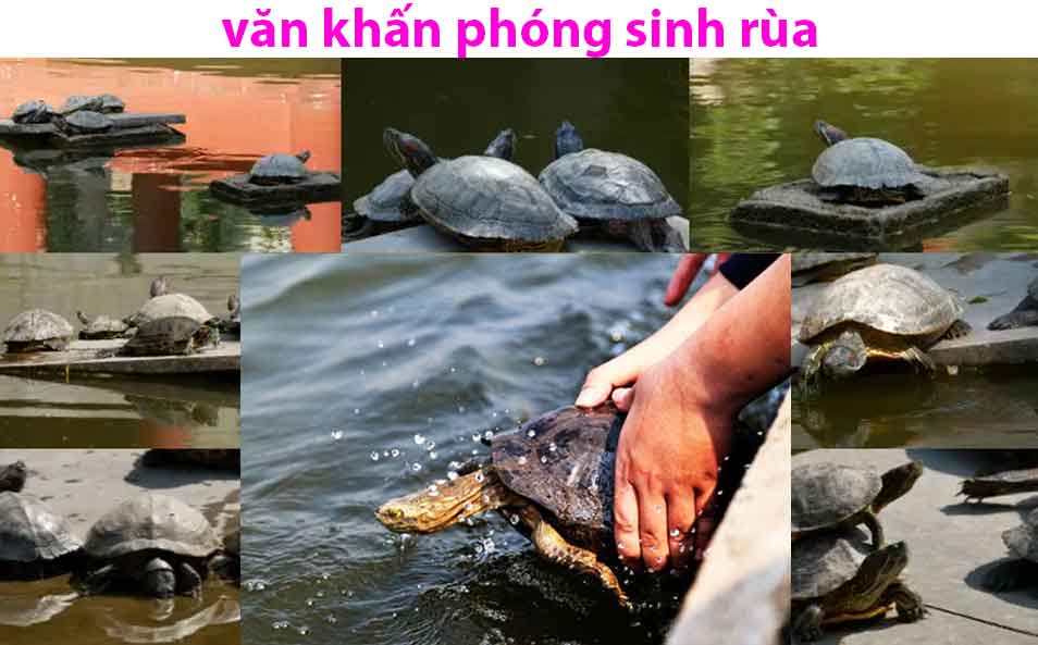 Văn khấn phóng sanh rùa