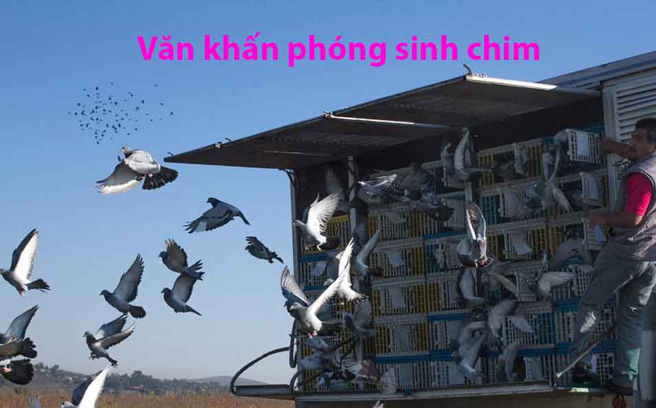 Văn khấn phóng sanh chim