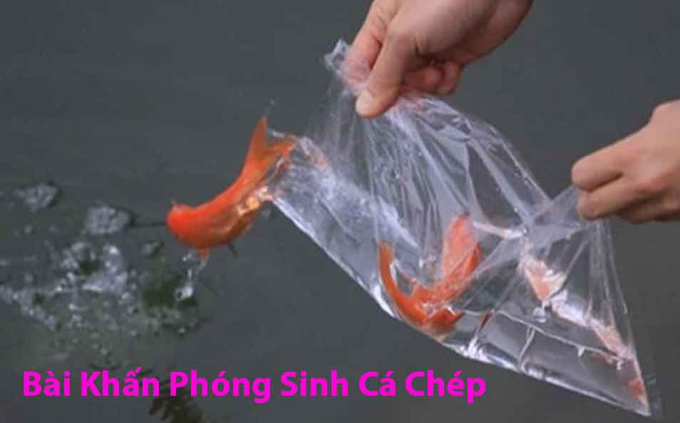 bai van khan tha ca phong sinh 7