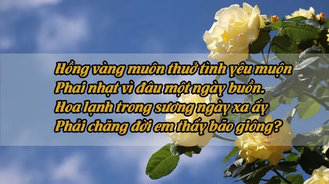 Chùm thơ về hoa hồng hay nhất chạm đến trái tim người đọc 2