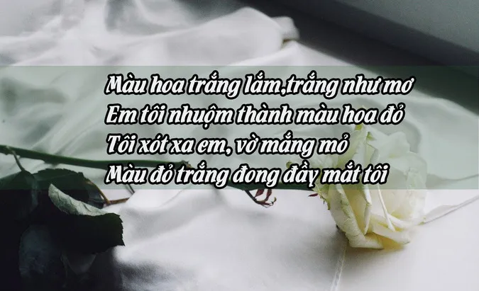 Chùm thơ về hoa hồng hay nhất chạm đến trái tim người đọc 3