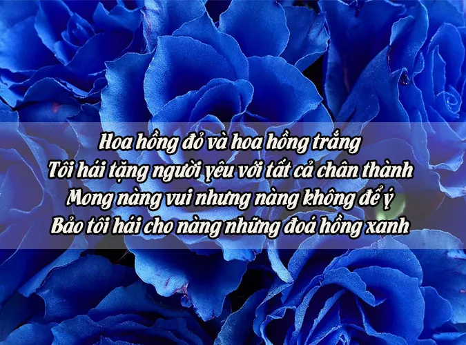 Chùm thơ về hoa hồng hay nhất chạm đến trái tim người đọc 5