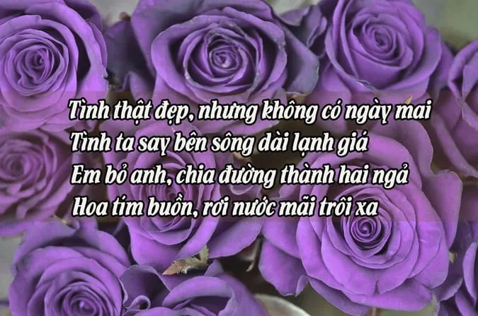 Chùm thơ về hoa hồng hay nhất chạm đến trái tim người đọc 4