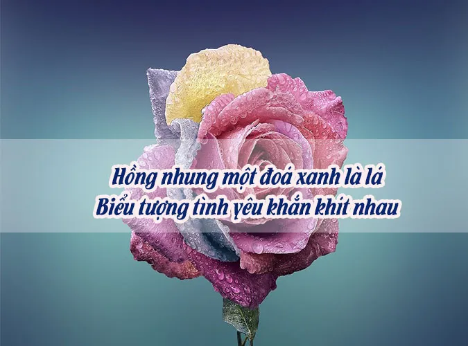 Chùm thơ về hoa hồng hay nhất chạm đến trái tim người đọc 7