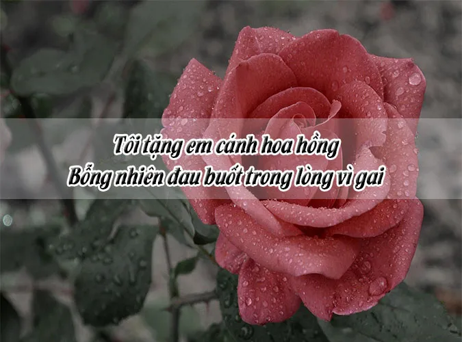 Chùm thơ về hoa hồng hay nhất chạm đến trái tim người đọc 8