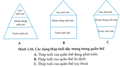 cac kieu phan bo ca the trong quan the