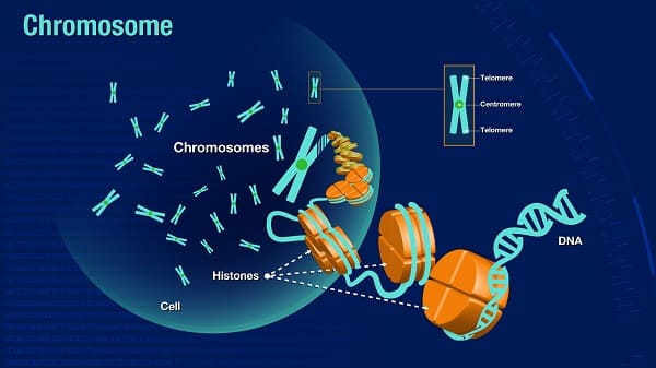 Hình ảnh của nhiễm sắc thể