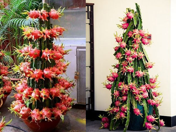 Bộ sưu tập cây cảnh không lá và ứng dụng