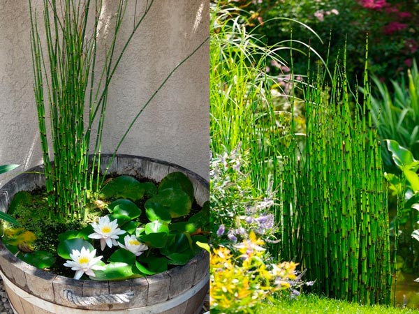 Bộ sưu tập cây cảnh không lá và ứng dụng