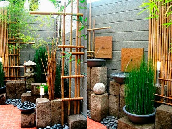 Bộ sưu tập cây cảnh không lá và ứng dụng