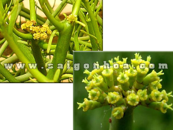 Bộ sưu tập cây cảnh không lá và ứng dụng