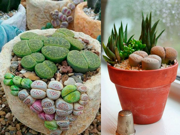 Bộ sưu tập cây cảnh không lá và ứng dụng