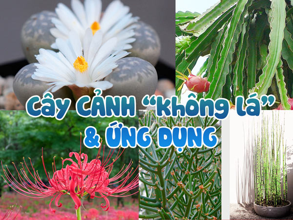 Bộ sưu tập cây cảnh không lá và ứng dụng