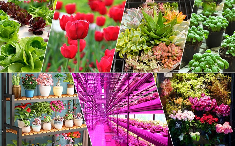 Đèn quang hợp tăng năng suất nông nghiệp