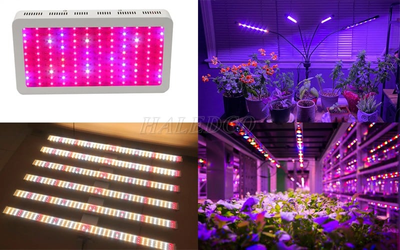 Các mẫu đèn LED trồng cây đa năng