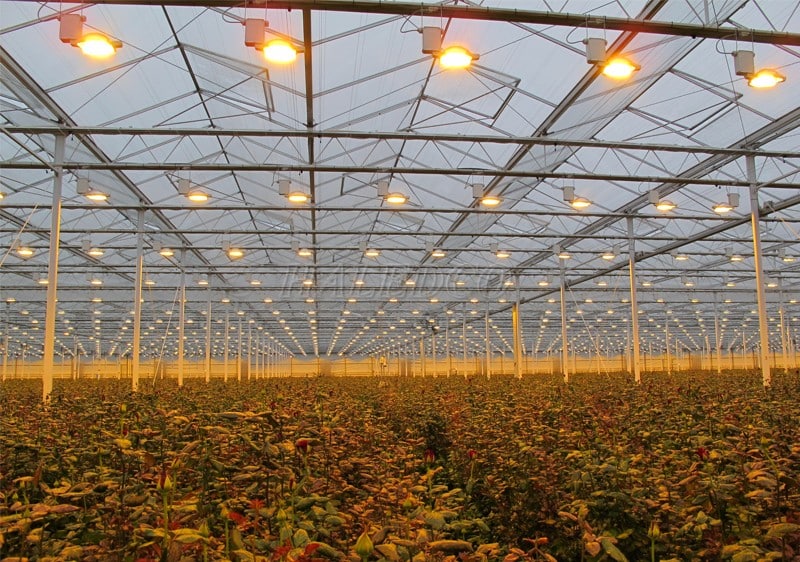 Đèn quang hợp cho cây là giải pháp trồng cây hiệu quả