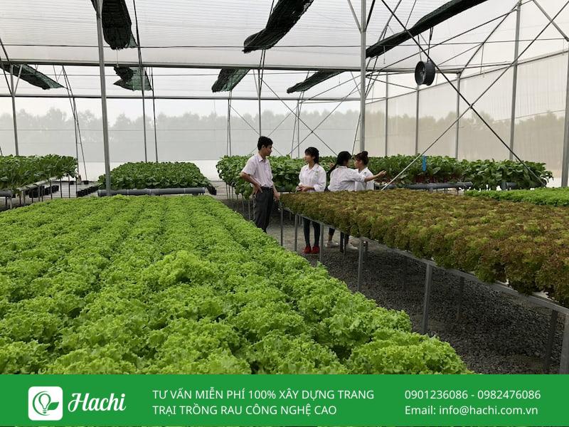 Dung dịch thủy canh cho rau ăn lá Hachi phù hợp với đa dạng loại rau