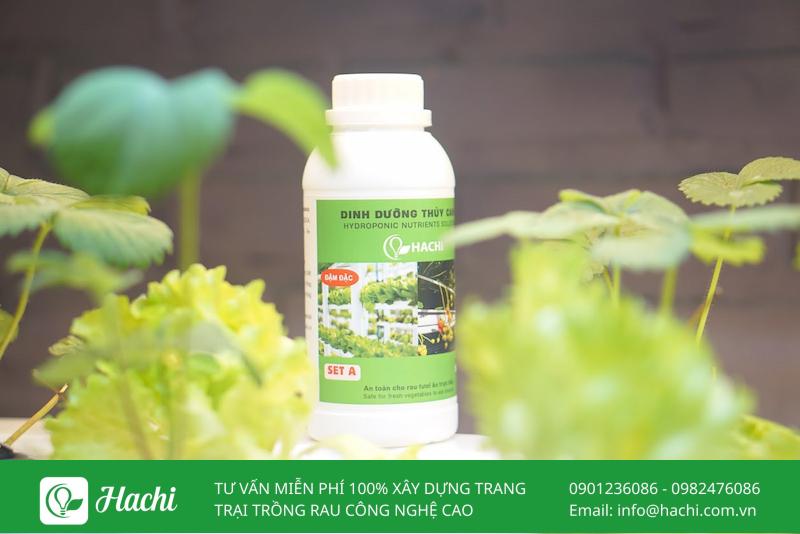 Dinh dưỡng thuỷ canh cho rau ăn lá Hachi đi đầu về chất lượng