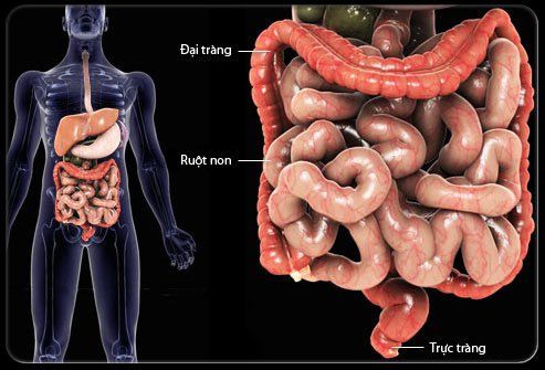 Ruột non trong hệ tiêu hóa dài khoảng 6 mét