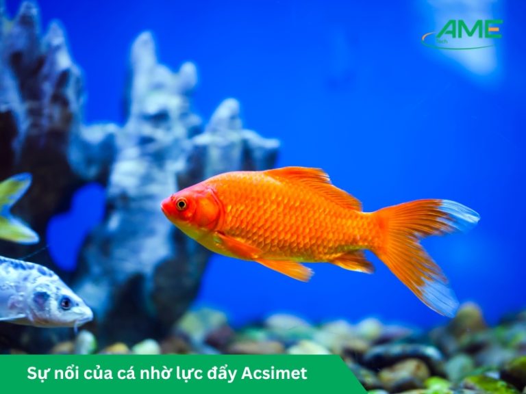 Sự nổi của cá nhờ lực đẩy Acsimet