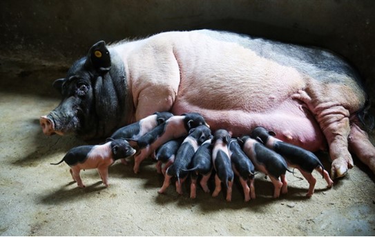 heo 8