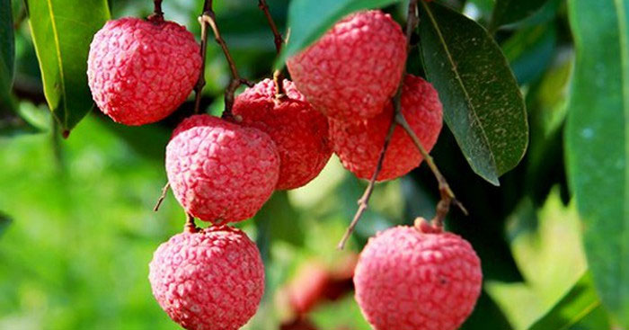 Dàn ý chi tiết cho bài văn tả cây ăn quả