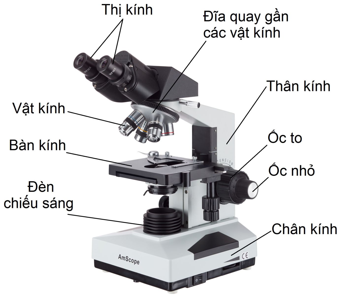 he-thong-phong-dai-cua-kinh-hien-vi-bao-gom