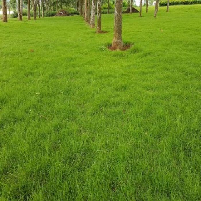 hinh anh co xanh 25
