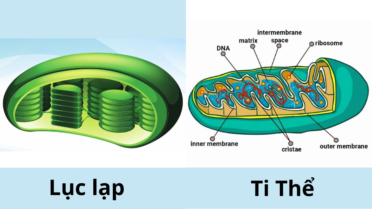 ti-the-va-luc-lap