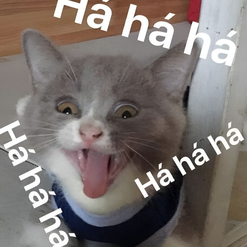 Meme cười theo sắc thái biểu cảm