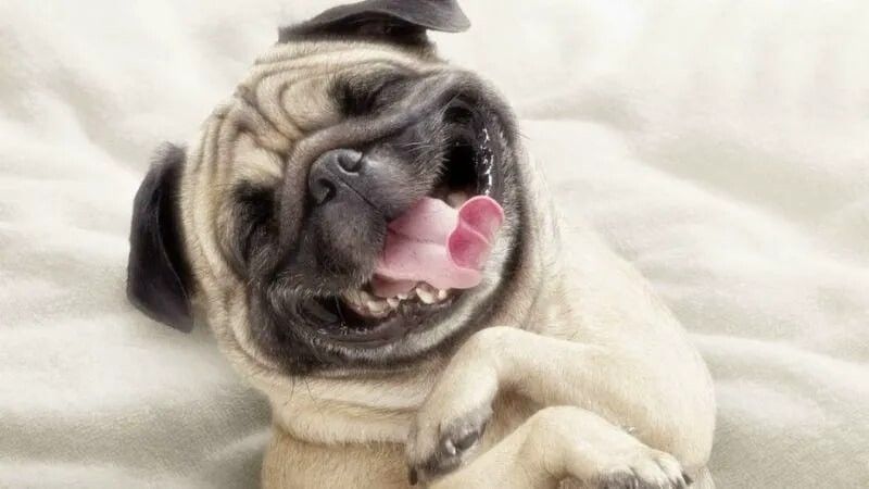 Meme cười theo đối tượng nhân vật