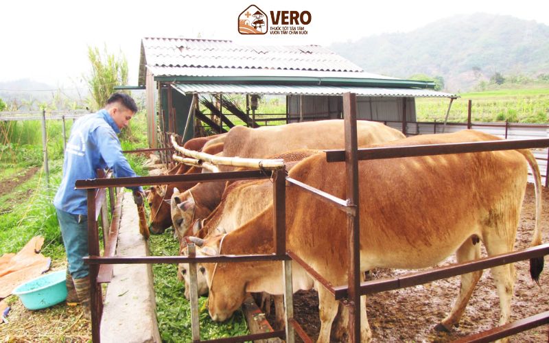 Thách thức ngành chăn nuôi