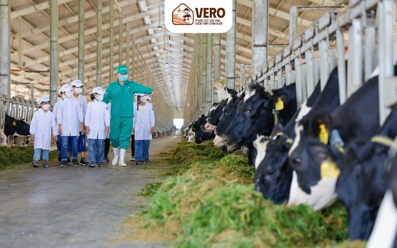 Xu hướng ngành chăn nuôi nước ta hiện nay