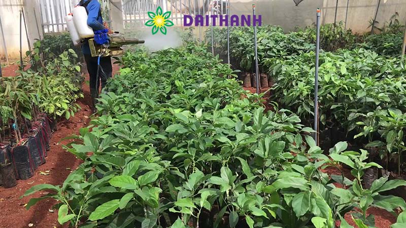 Phân bón lá và cách sử dụng