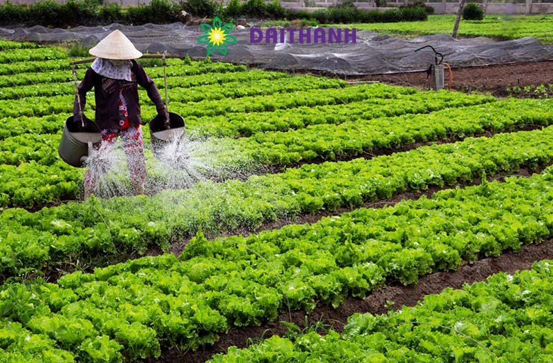Phân bón lá và cách sử dụng