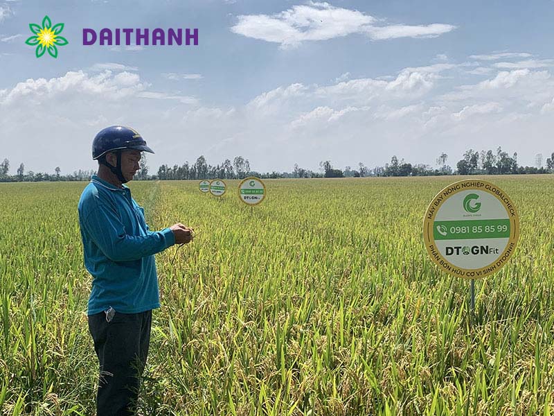 Phân bón lá và cách sử dụng