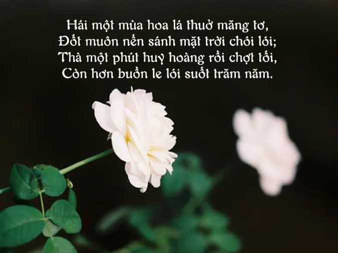 tho-hien-dai-voh-1