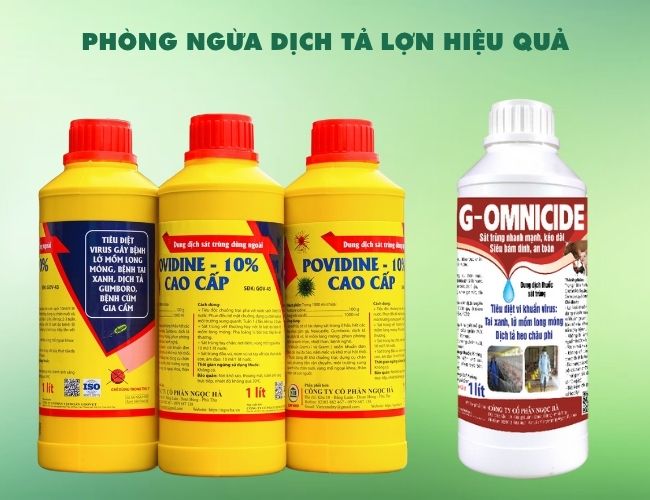 phac do dieu tri benh dich ta lon