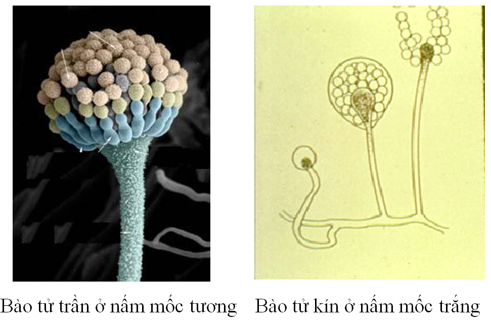 phan biet nuoi cay lien tuc va khong lien tuc 8