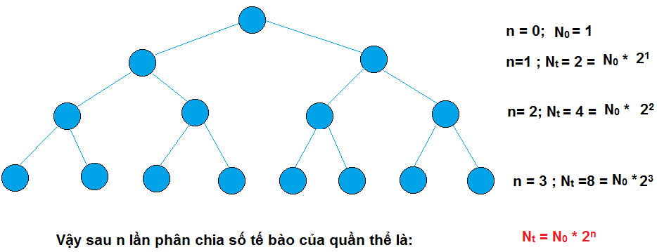 phan biet nuoi cay lien tuc va khong lien tuc