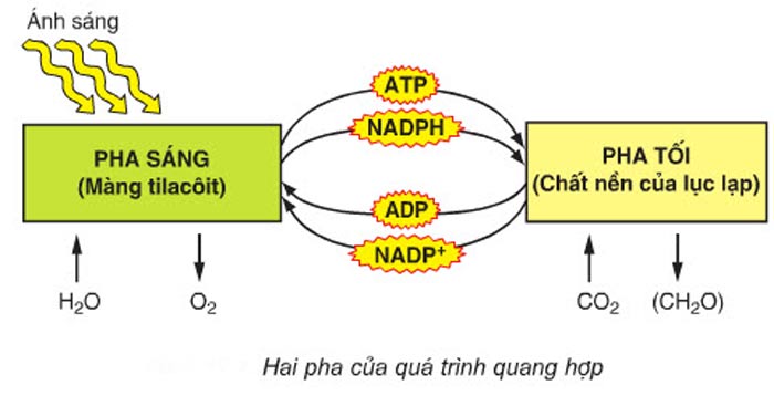 phan biet pha sang va pha toi