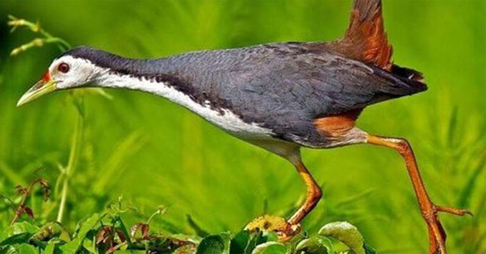 Bài thơ Cuốc kêu cảm hứng