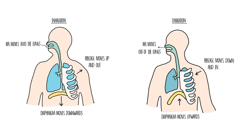 Quá trình trao đổi khí ở người: Cơ chế diễn ra và vai trò đối với sức khỏe 2