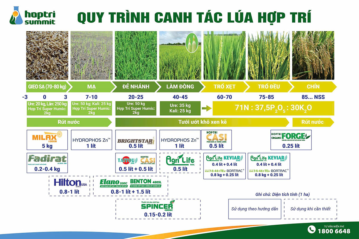 Chi tiết cách bón phân cho lúa sạ theo từng giai đoạn cụ thể (tính trên diện tích 1 ha) </h2>