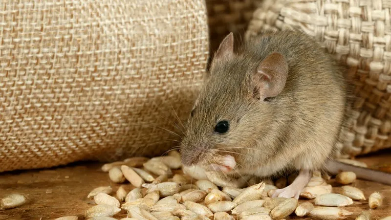 Giải thích thành ngữ “Chuột sa chĩnh gạo” là gì? 2
