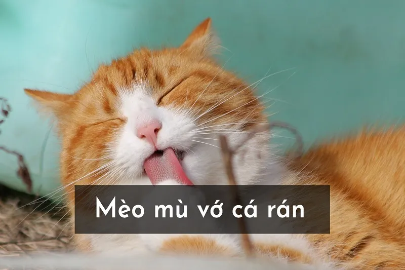 Giải thích thành ngữ “Chuột sa chĩnh gạo” là gì? 7