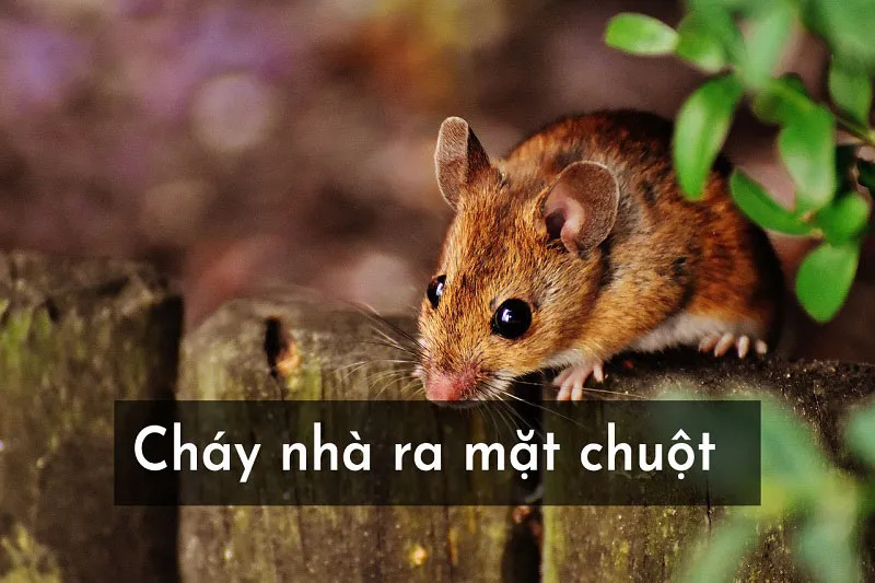 Giải thích thành ngữ “Chuột sa chĩnh gạo” là gì? 8