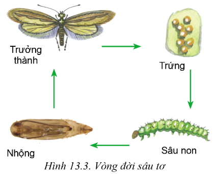 Lý thuyết sâu hại cây trồng - Công nghệ 10</>