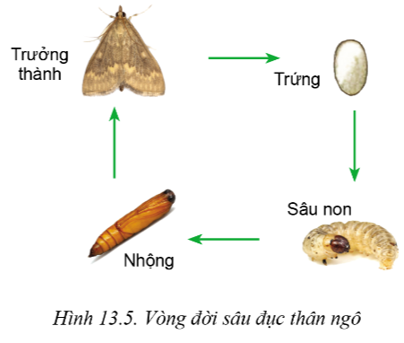 Lý thuyết sâu hại cây trồng - Công nghệ 10</>